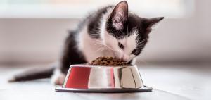 Beneficios de la alimentación basada en el pienso de gatos