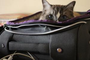Cómo viajar con nuestros gatos