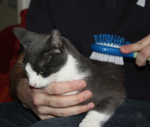 Consejos para cuidar el pelo de nuestro gato