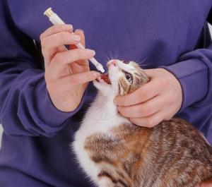Consejos para darle un medicamento a un gato