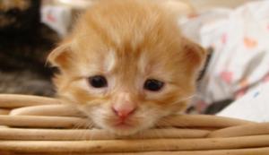 Cuidados de los gatitos recién nacidos