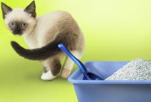 Curso gratuito para que tu gato use la caja de arena
