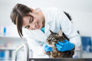 Cómo hacer frente al dinero de una urgencia veterinaria de nuestra mascota