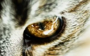Enfermedades oculares más comunes en gatos