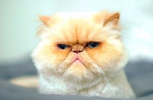 Factores m&aacute;s frecuentes que estresan a los gatos