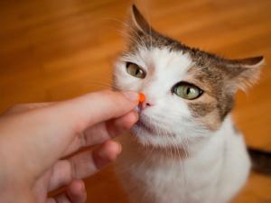 Factores m&aacute;s frecuentes que estresan a los gatos