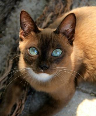 Raza de gatos Khao Manee