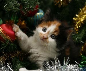 Los gatos y los árboles de Navidad