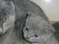 Gatos Azul ruso
