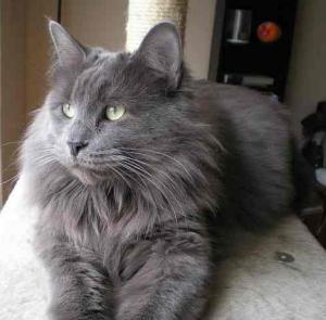 Gatos Nebelung