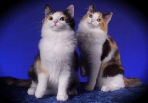 Gatos Ragamuffin
