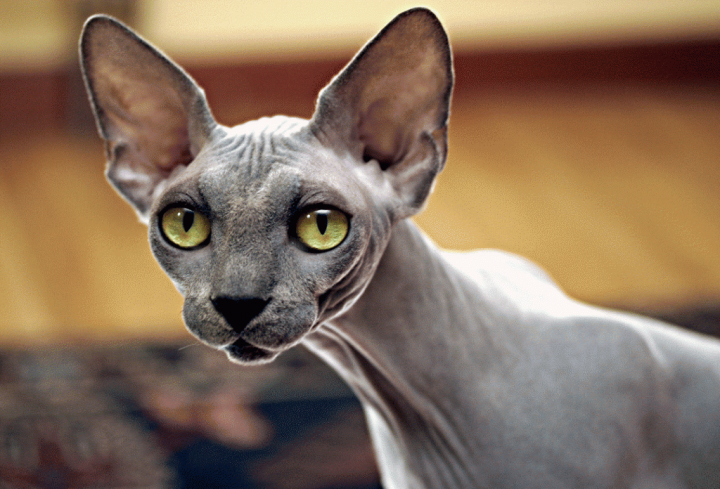Gatos sin pelo elfos