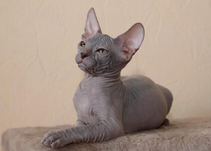 Gato sin pelo Donskoy