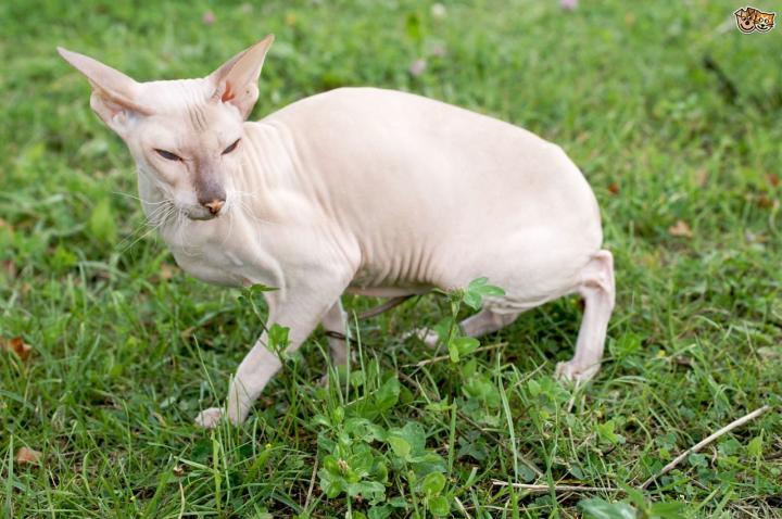 Gatos sin pelo Peterbald