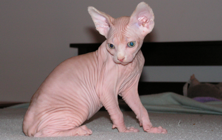 Gato Sphynx o esfinge