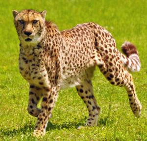 Imágenes de guepardos