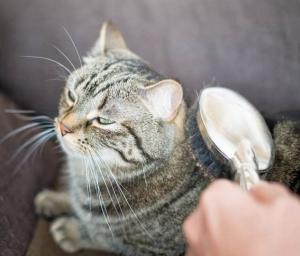 Guía para el cepillado de gatos
