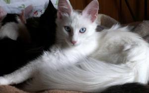 Higiene y cuidado de los gatos Angora Turco