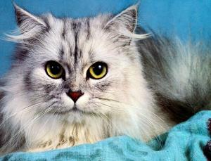 Higiene y cuidados de gatos persas