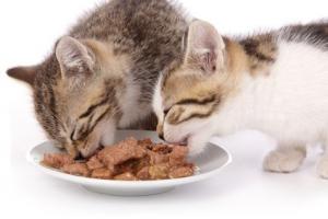 Importancia de una alimentación correcta en cada etapa de la vida del gato