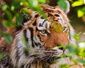 Información sobre los tigres de bengala