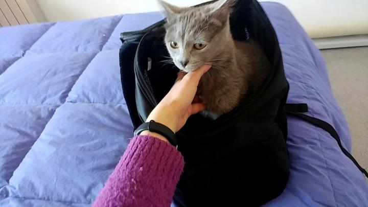 Las 7 mejores mochilas para gatos de viaje