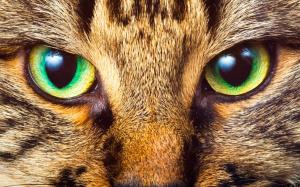 Los ojos de los gatos