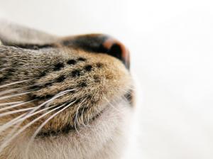 Los sentidos de los gatos: olfato, gusto y tacto