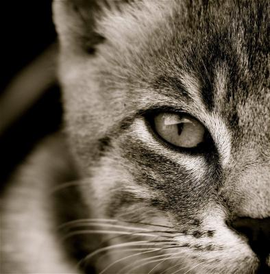 Los sentidos de los gatos: la vista y el oído