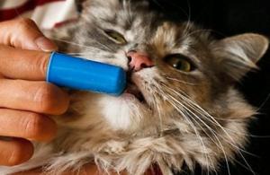 Consejos para lavar los dientes de los gatos