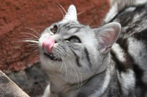 Mal aliento en gatos: causas y soluciones