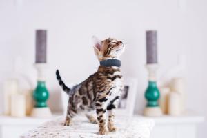 Los mejores consejos para comprar el rascador perfecto para tu gato