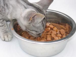 Necesidades especiales en la alimentación de los gatos