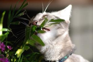 Plantas tóxicas para los gatos
