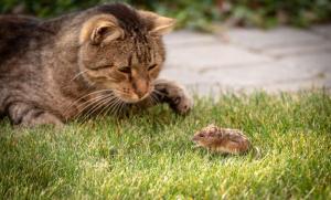 ¿Por qué los ratones huyen de los gatos?