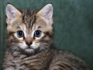 Preguntas previas a la adopción de un gato