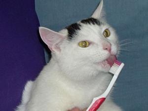 Salud dental en gatos