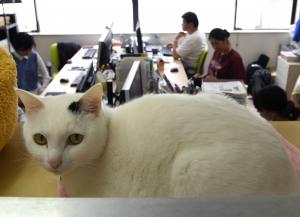 Cómo trabajar con gatos puede reducir el estrés y aumentar la productividad