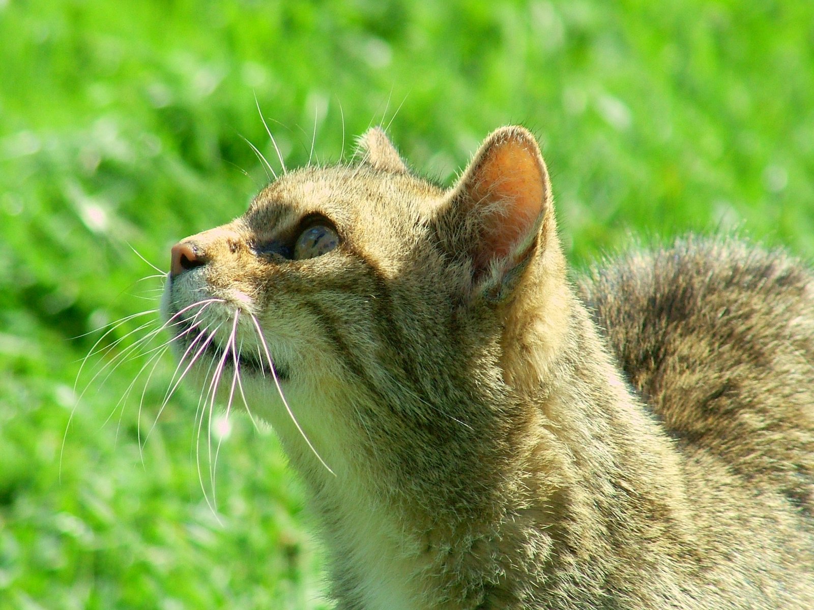 El Gato Montés