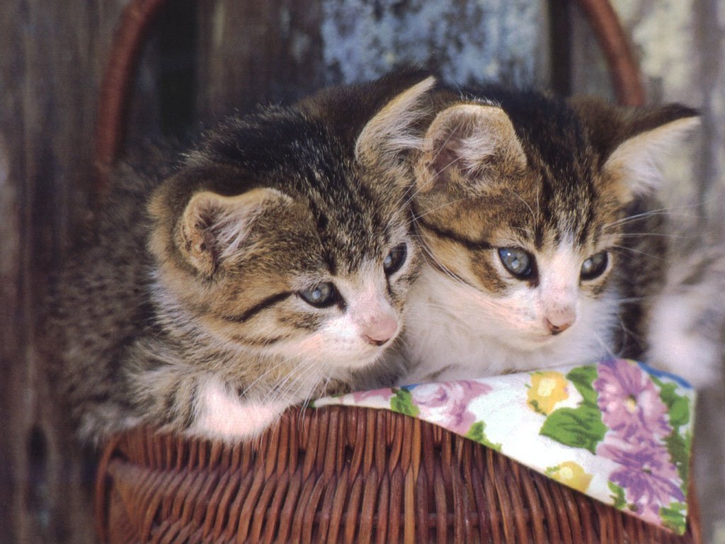 Fotos de gatitos