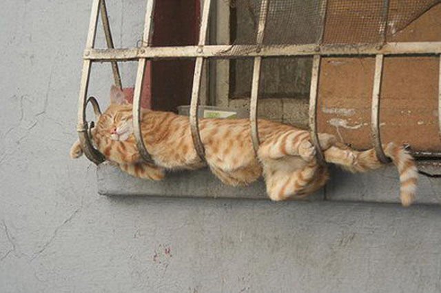 Fotos de gatos durmiendo