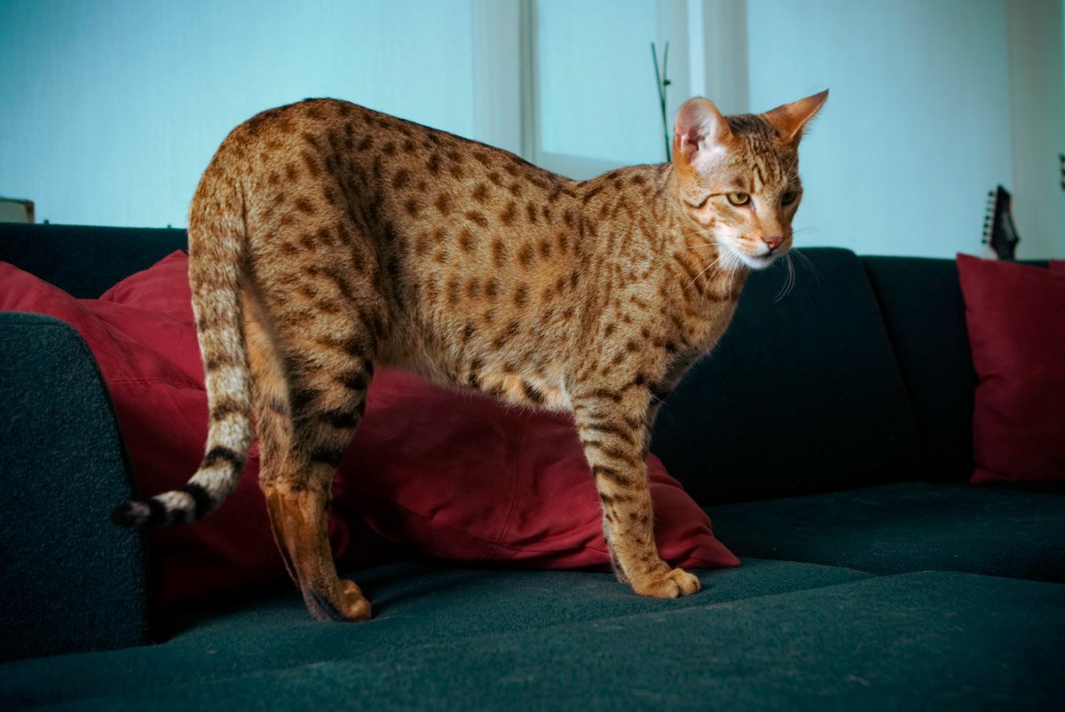 Gato Ashera, la joya del universo felino. MundoGatos.com
