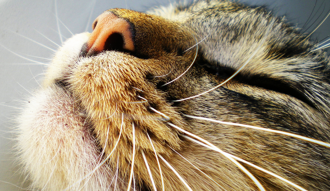 El lenguaje corporal de los gatos - ¡EJEMPLOS E IMÁGENES!