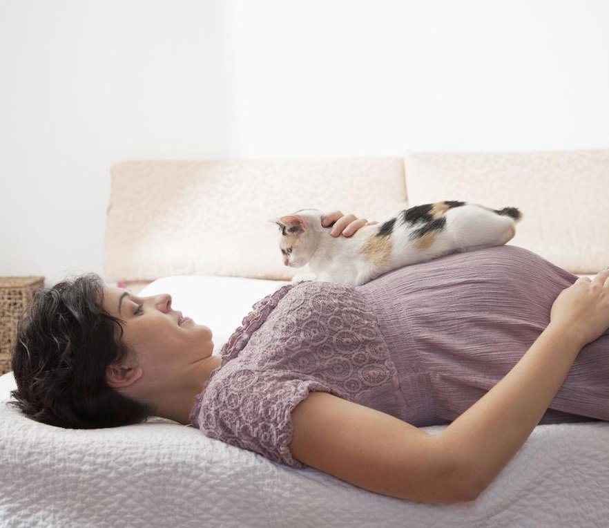 Resultado de imagen para gatos y embarazadas