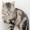 Gato american wirehair