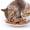 Importancia de una alimentación correcta en cada etapa de la vida del gato