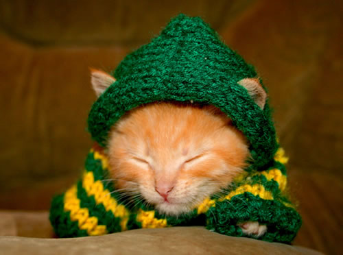 Gato preparado para el invierno