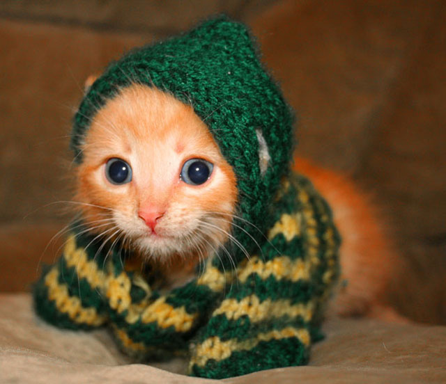 Gatos preparados para el invierno