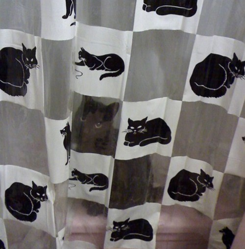 Gatos que no saben esconderse (1)