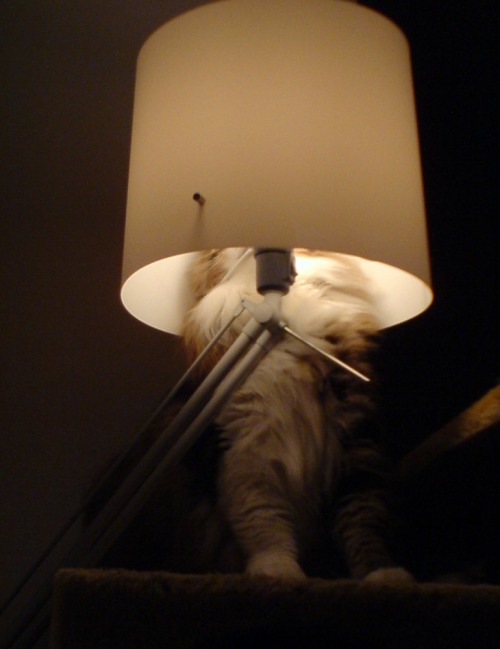 Gatos que no saben esconderse (2)